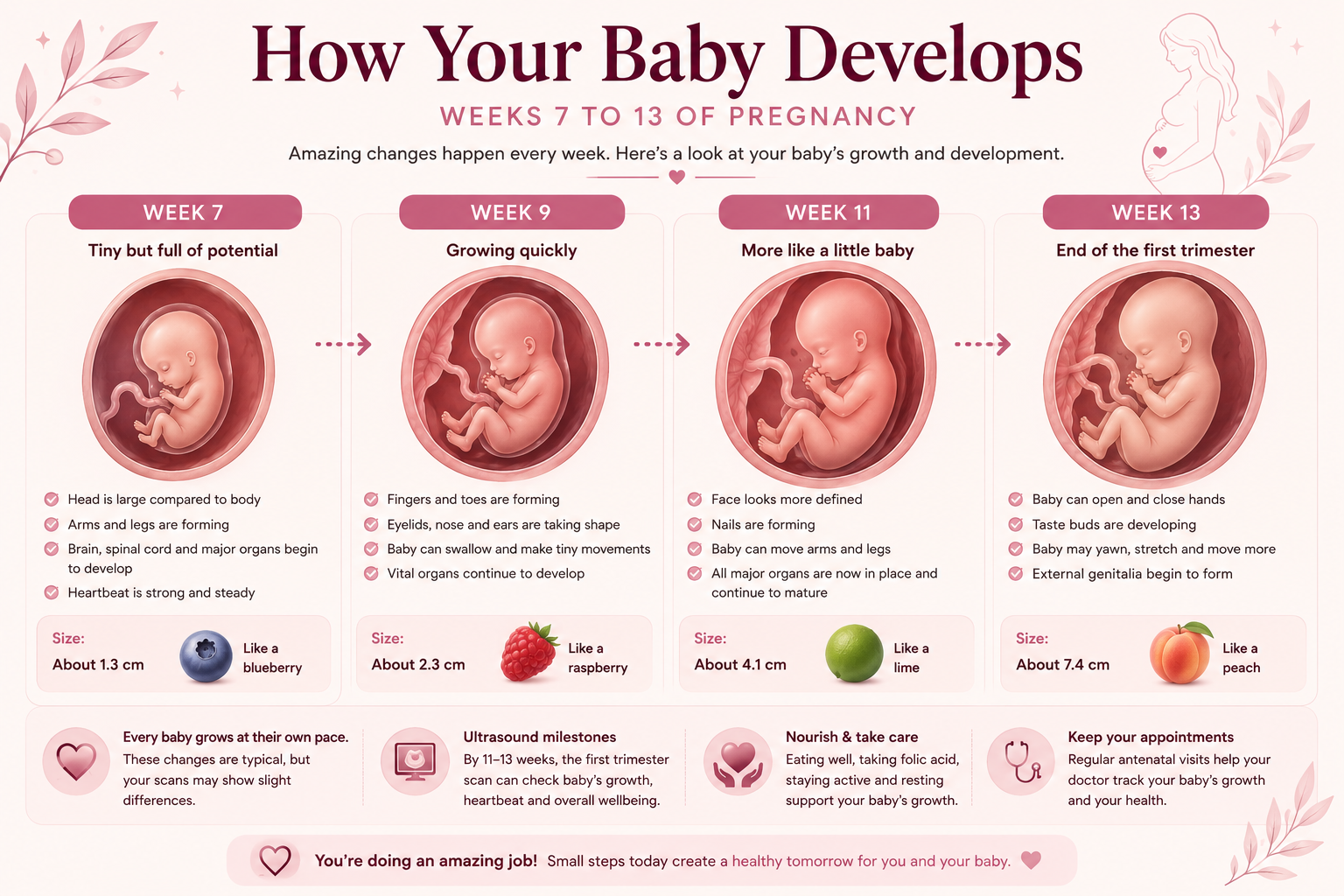 Baby development during pregnancy from Week 7 to Week 13