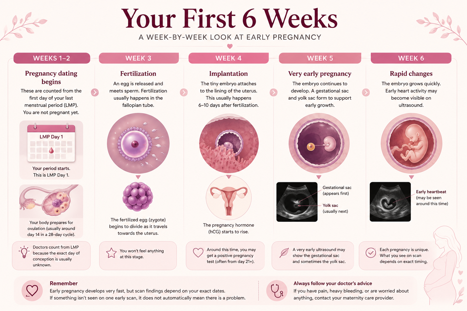 Week by week illustration of pregnancy development from Weeks 1 to 6