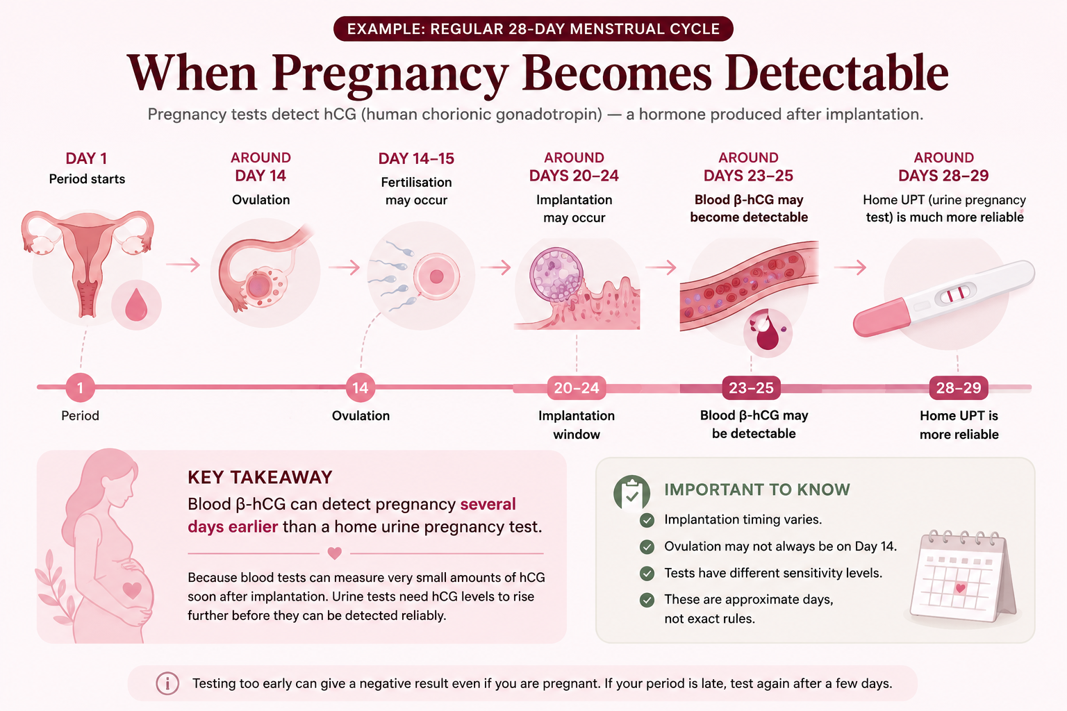 28 day menstrual cycle timeline showing period ovulation implantation beta hCG blood detection and urine pregnancy testing