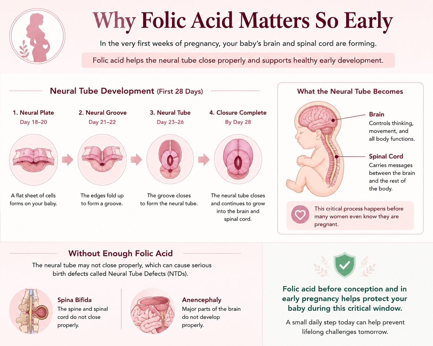 Medical illustration explaining neural tube development and why folic acid is important in very early pregnancy